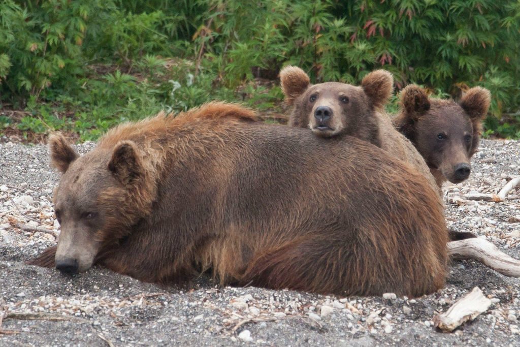 Three brown bears resting together on a rocky shore.
