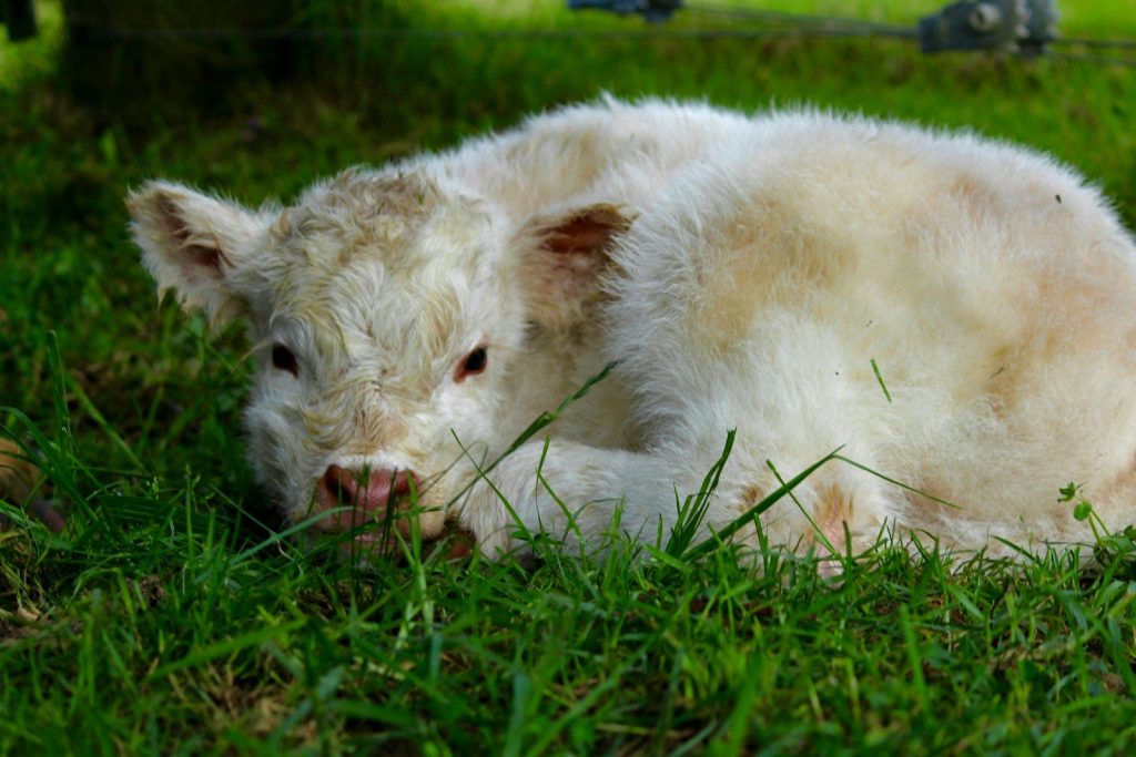 A baby cow is laying in the grass
