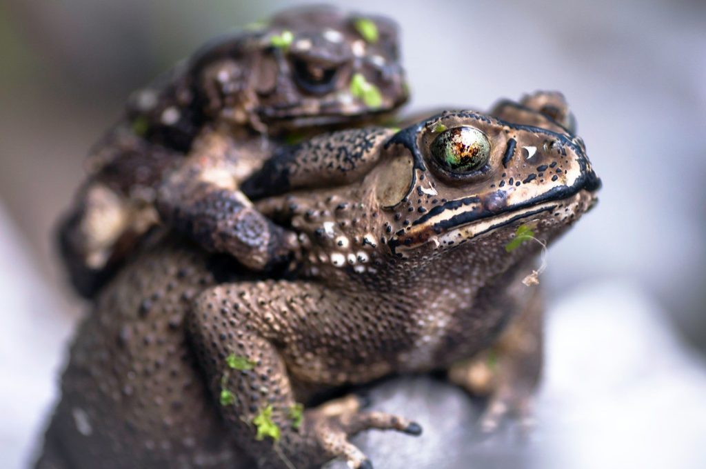a couple of frogs sitting on top of each other