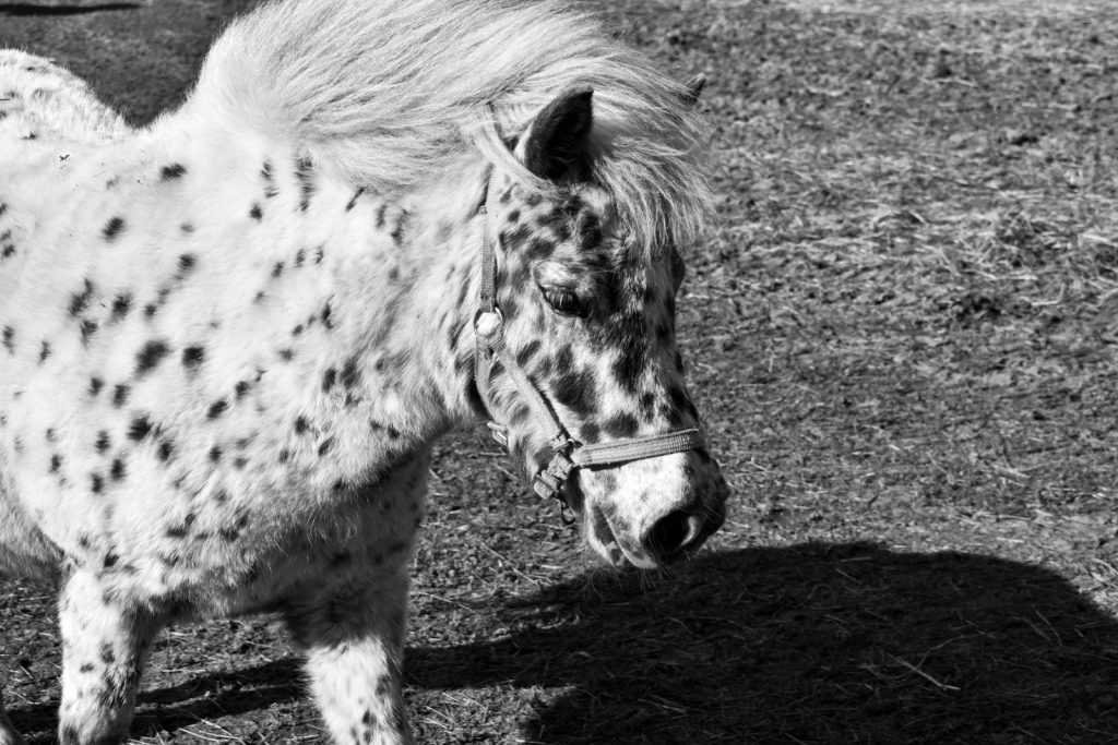 grayscale photo of horse eating grass