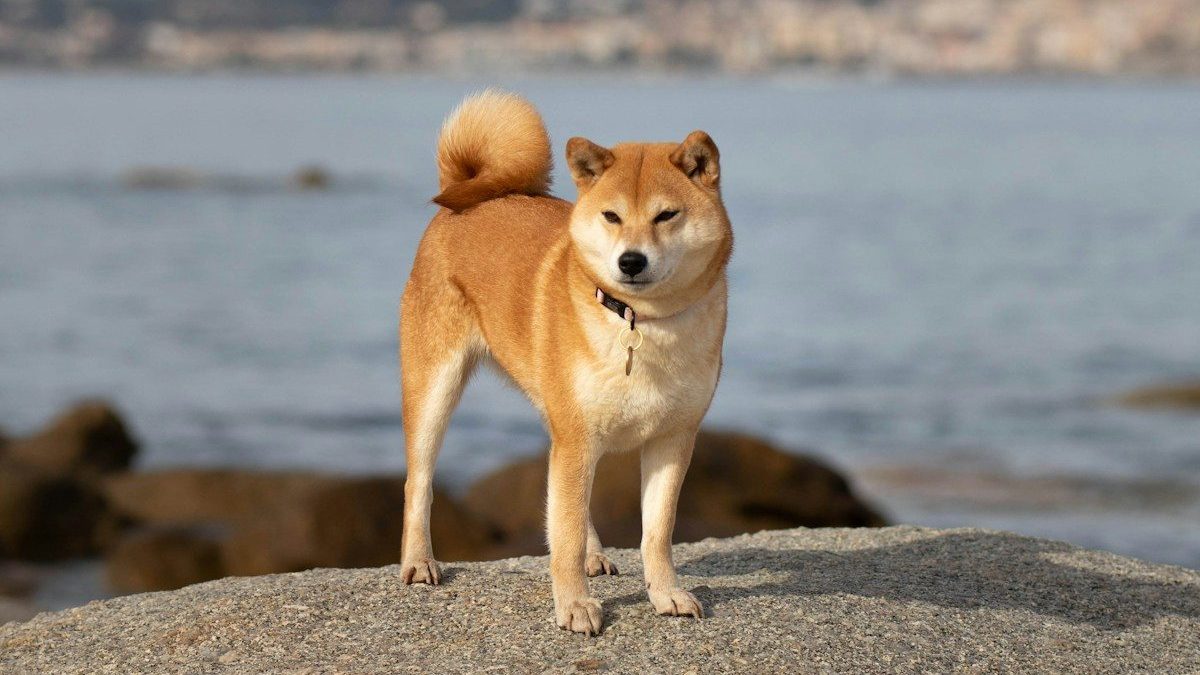 a dog standing on top of a rock near the ocean