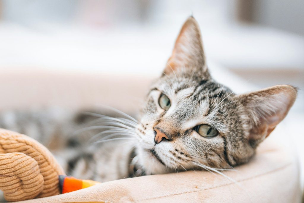 A tabby cat rests in a soft bed.
