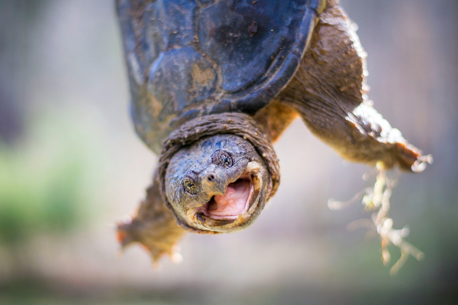 brown and black turtle on brown tree branch