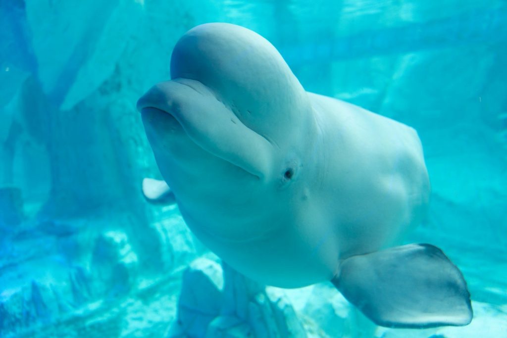 A beluga whale swims in clear blue water.