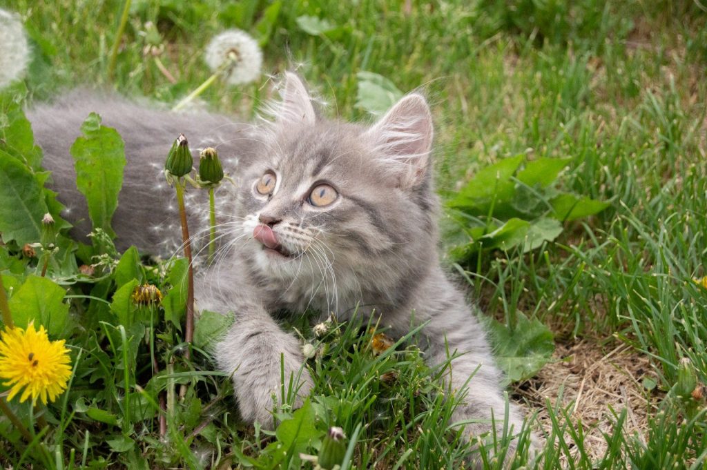 a gray kitten laying in the grass with dandelions