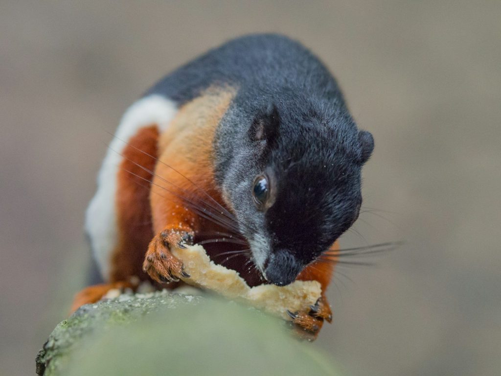 black, orange, and white squirrel