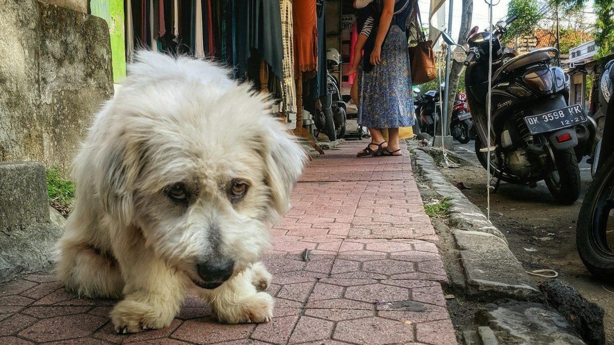 white long coat small dog lying on sidewalk