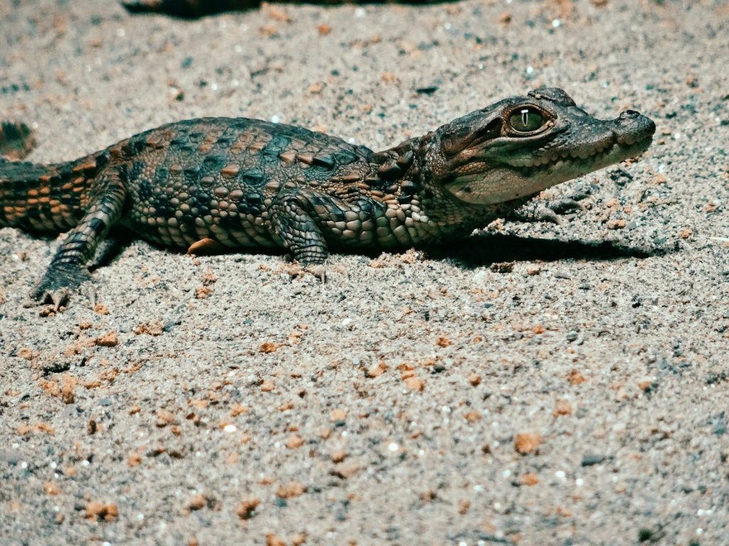 brown and black lizard on brown sand during daytime