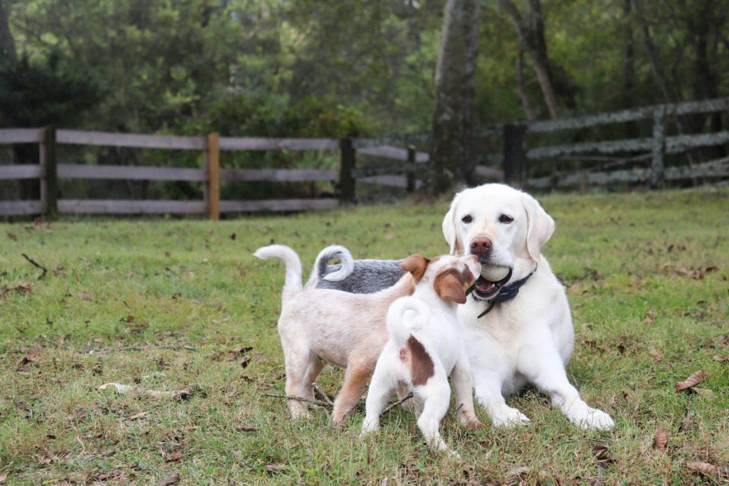 Yellow lab plays fetch with two puppies outdoors
