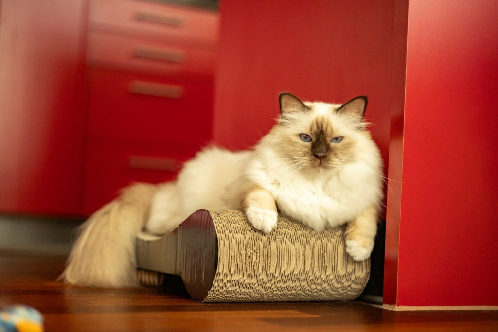 A fluffy cat rests on a scratching post.