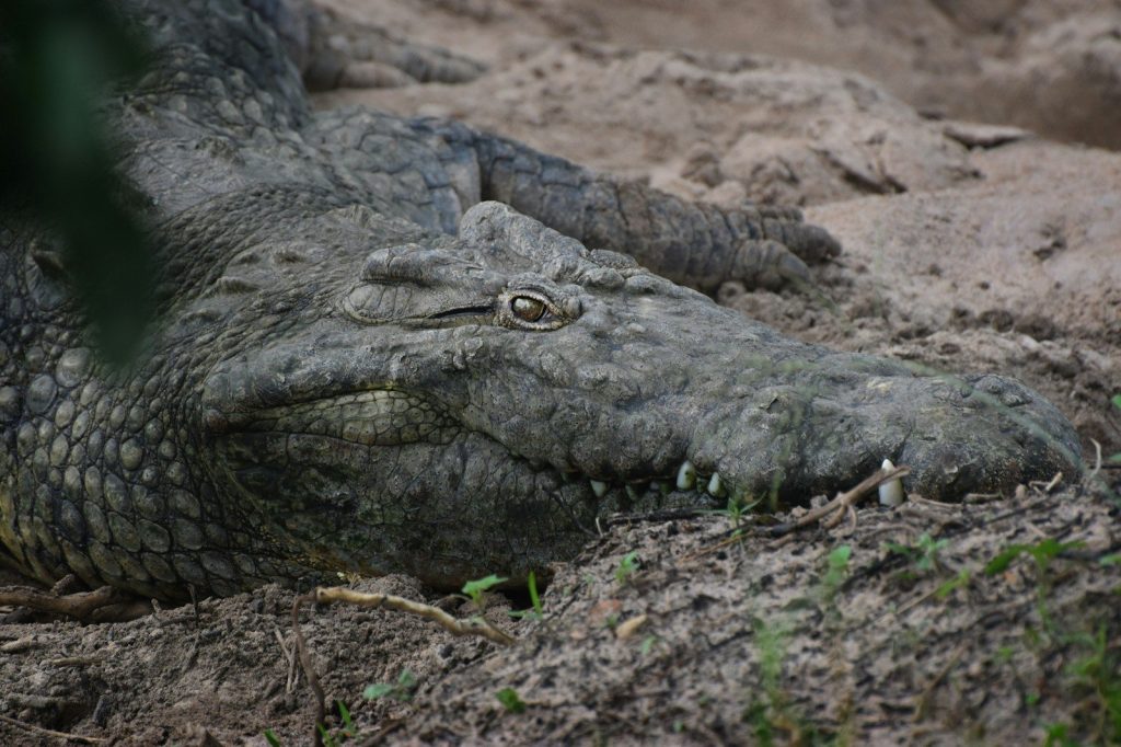 A large alligator laying on top of a dirt field