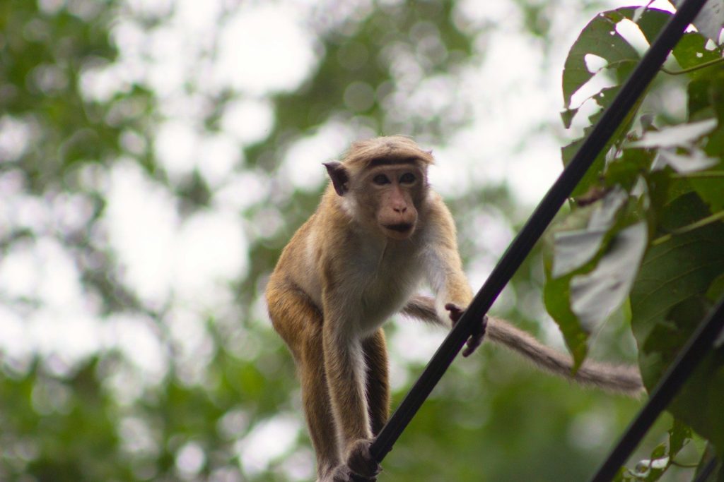 A monkey walks on a wire with trees in background