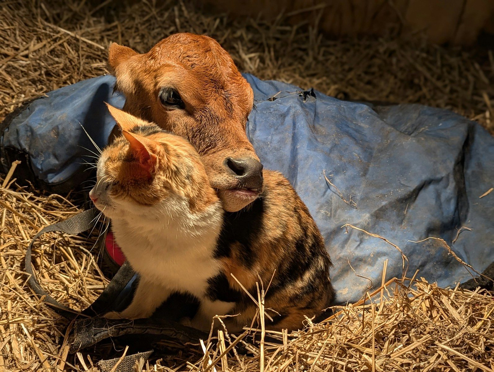 Kitten and Deer Form Unlikely Friendship That Has Melted Hearts Online