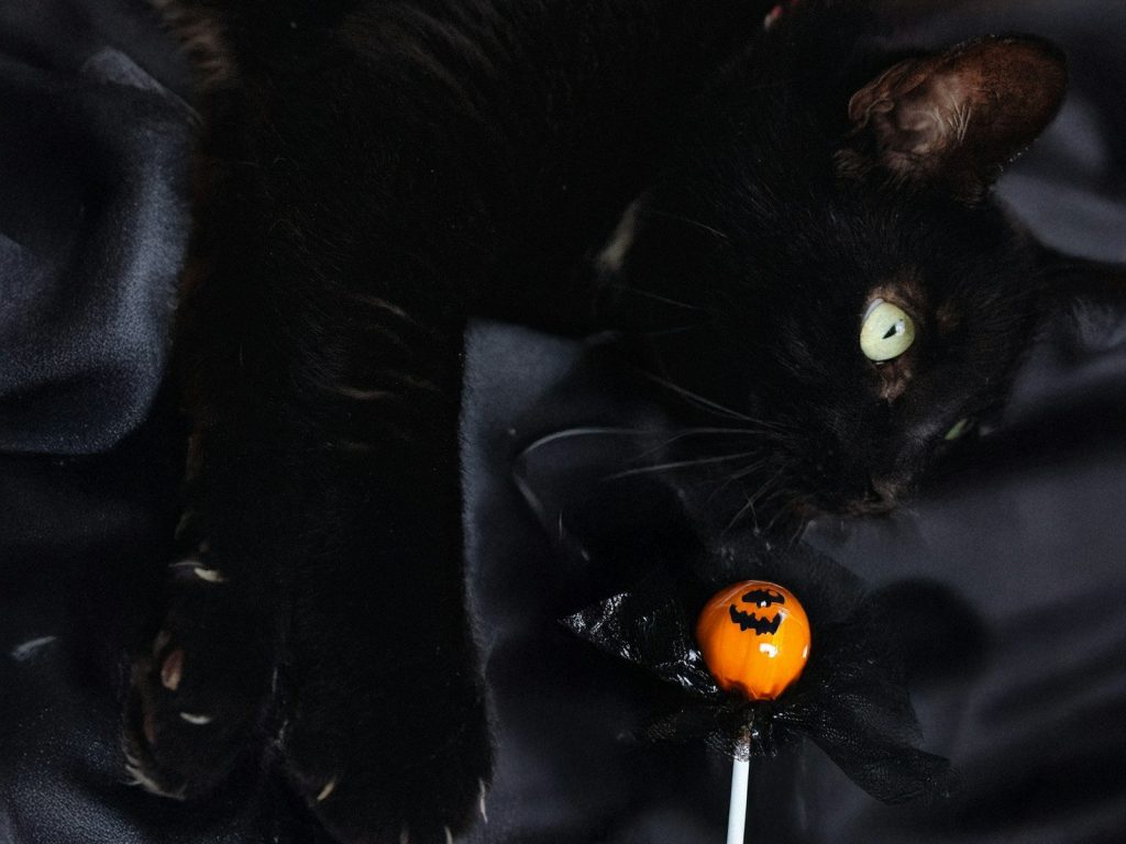 Black cat with a halloween lollipop