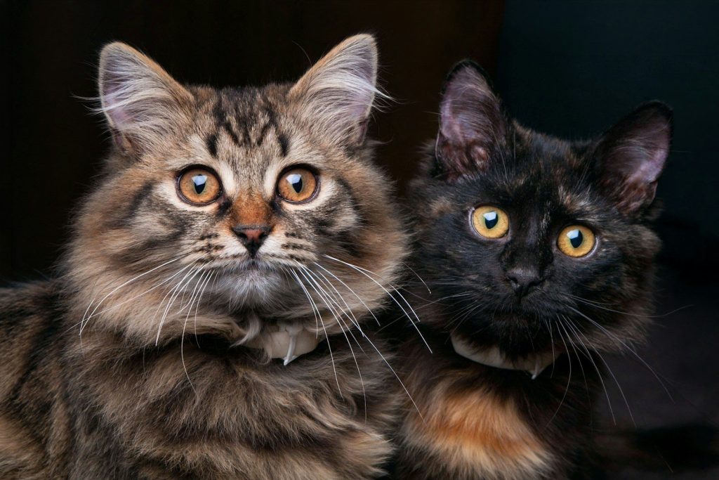 Two cats, a tabby and a tortoiseshell, looking directly.