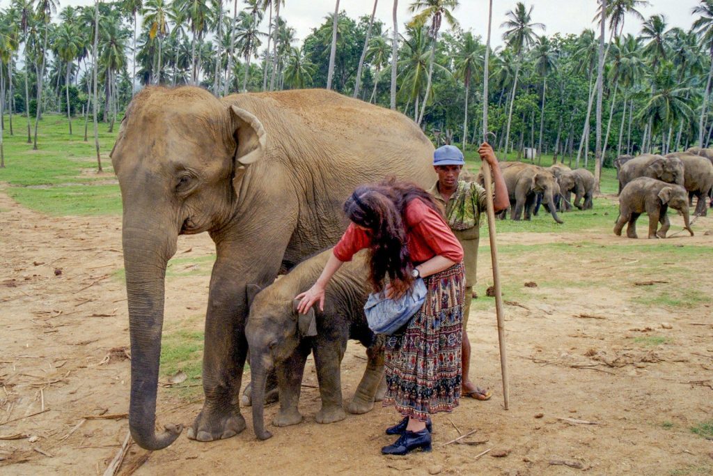 Woman pets baby elephant with handler and herd