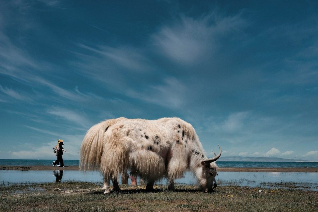 a man standing next to an animal with long horns