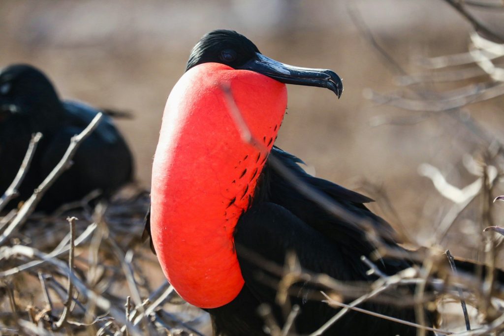 A couple of black birds standing on top of a dry grass field