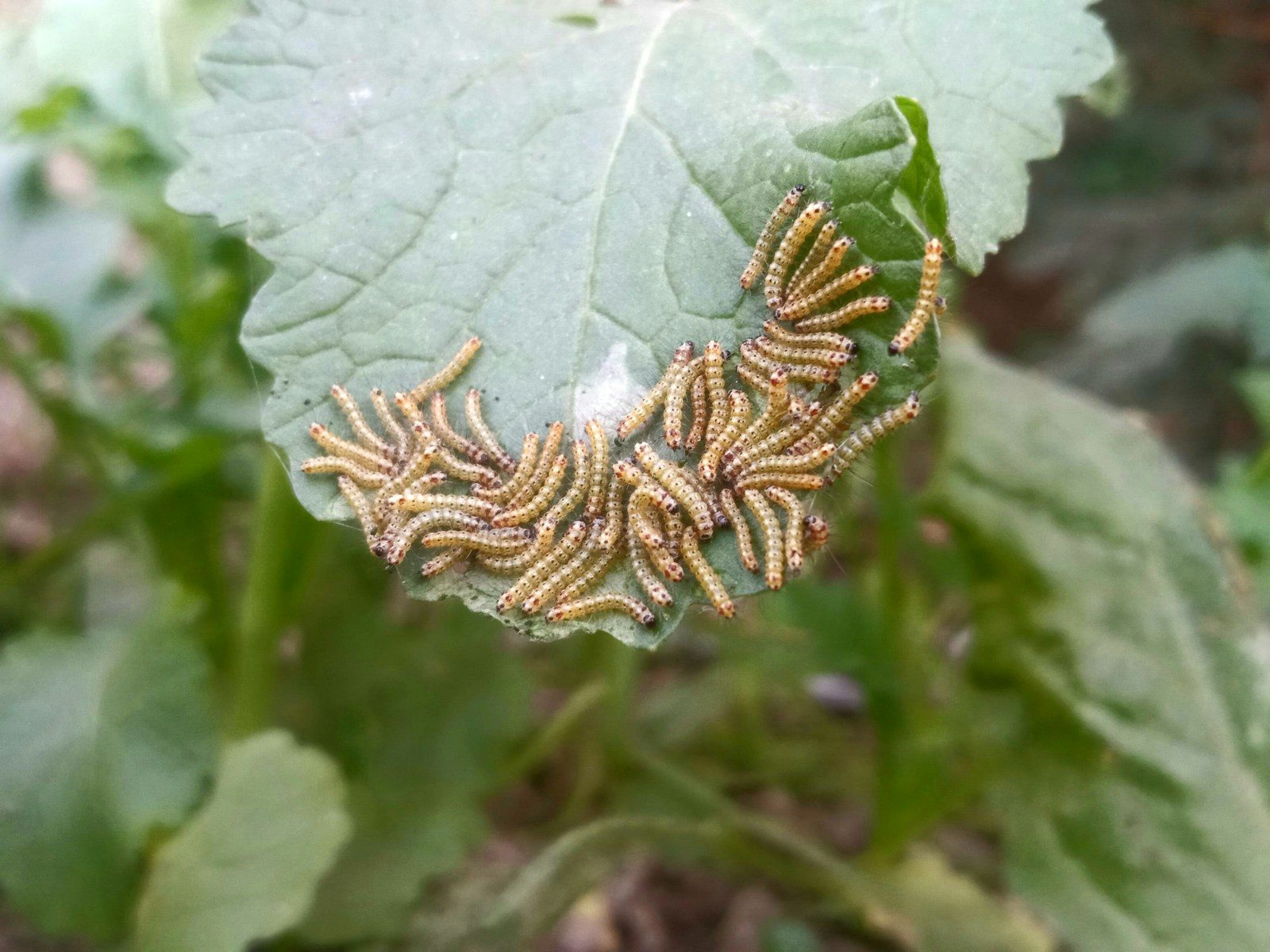 a group of bugs crawling on a green leaf