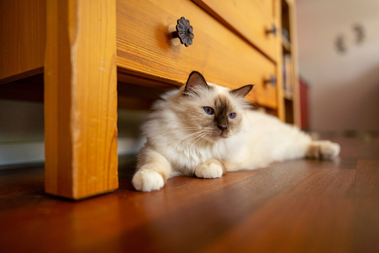 A fluffy cat lies on a wooden floor under furniture.