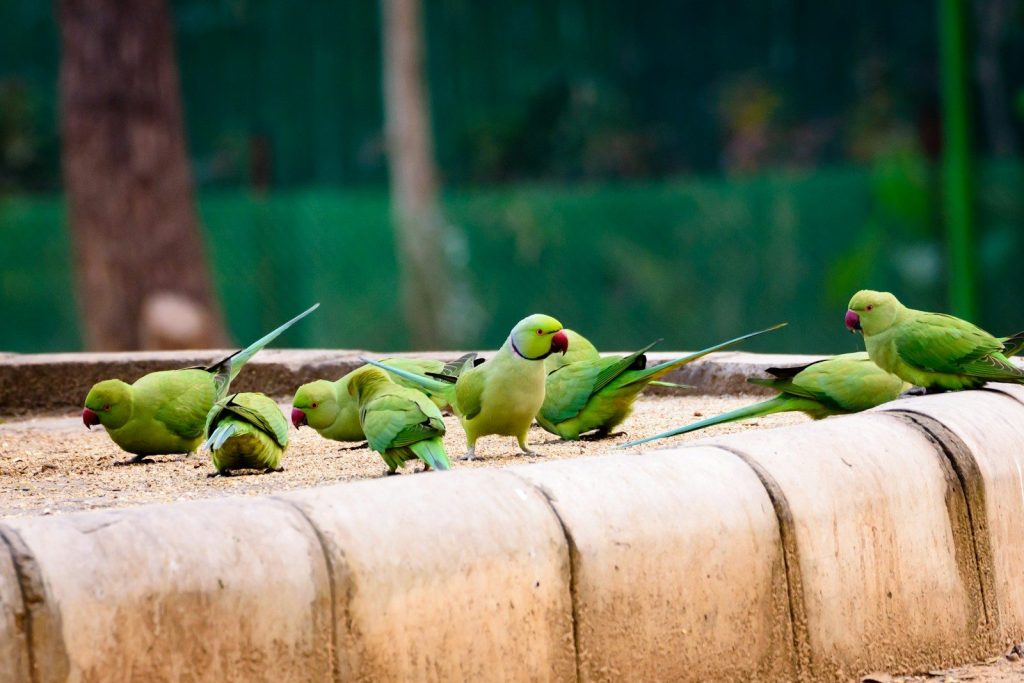 two green birds on brown wooden fence