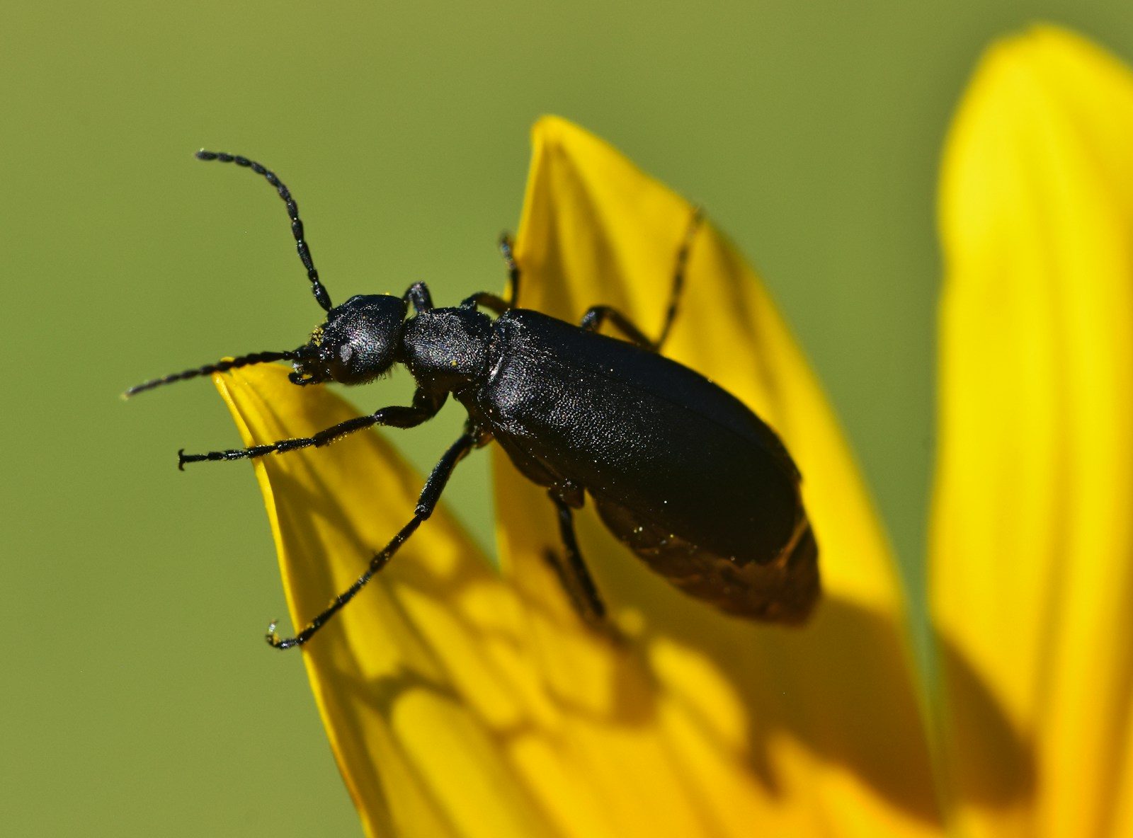 a black bug sitting on top of a yellow flower