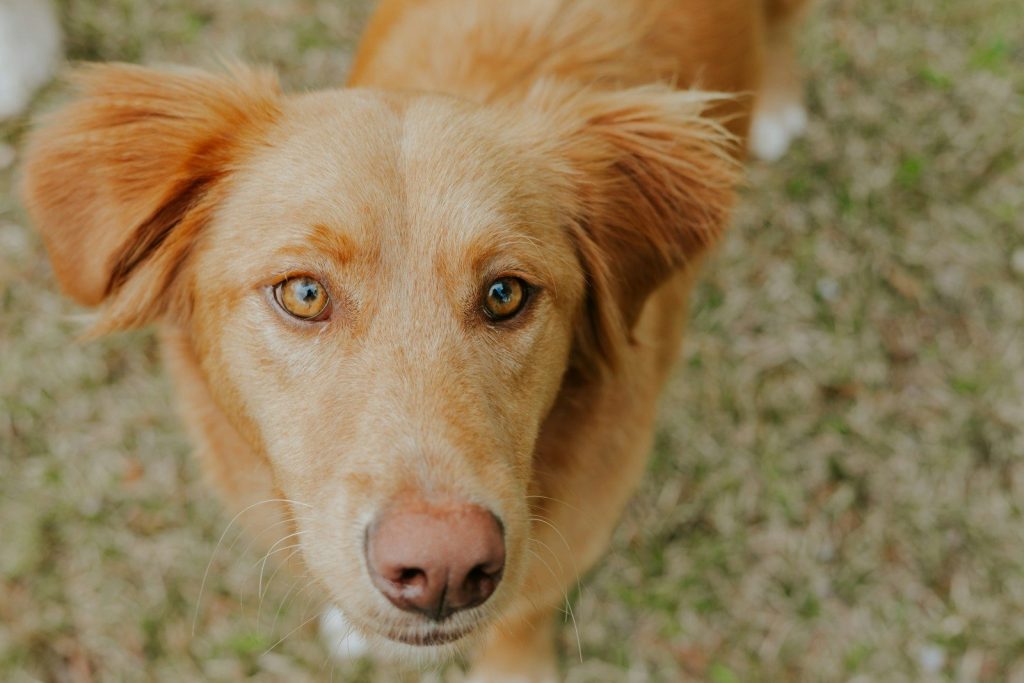 A friendly-looking dog gazes upwards.