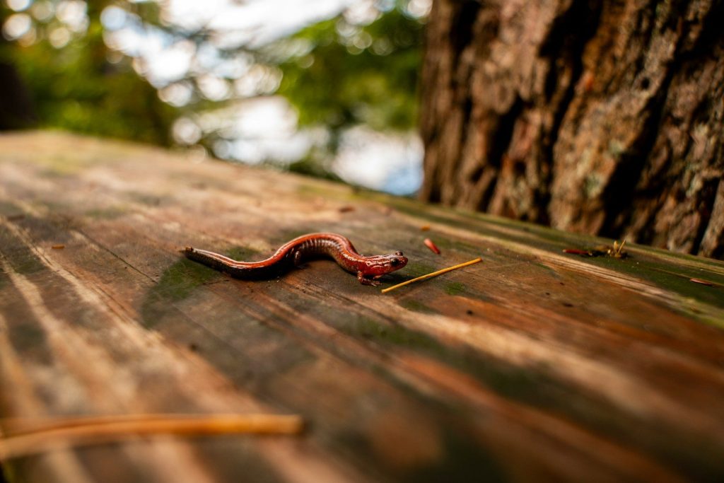 A small red salamander on a wooden surface.
