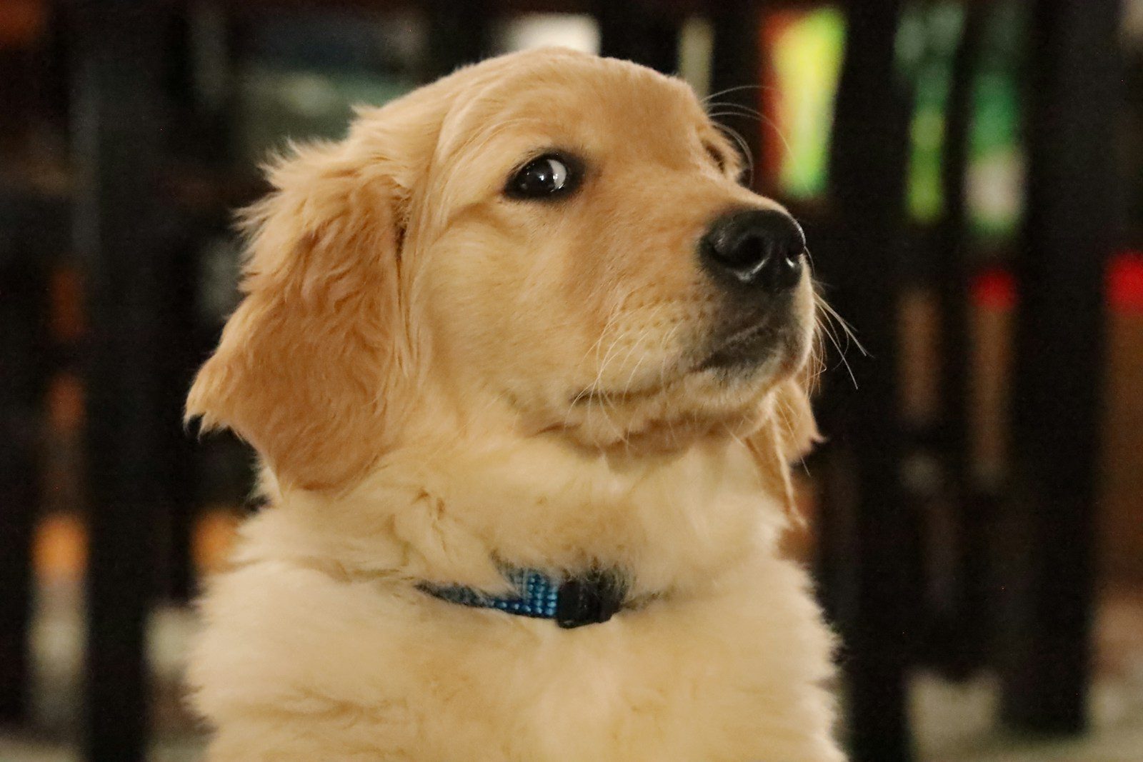 Golden Retriever Becomes A Swing Expert While His Poodle Friend Watches In Jealousy