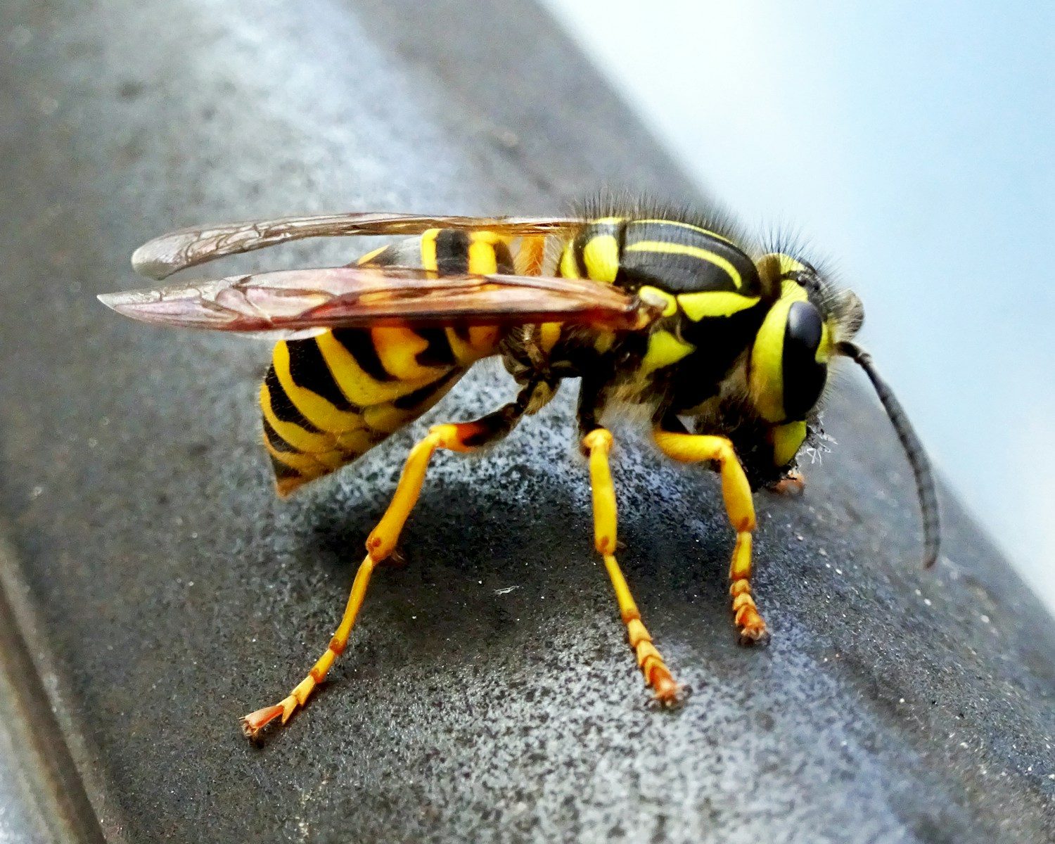 Tiny Creature, Big Reaction: The Animal Whose Bite Can Trigger Anaphylactic Shock