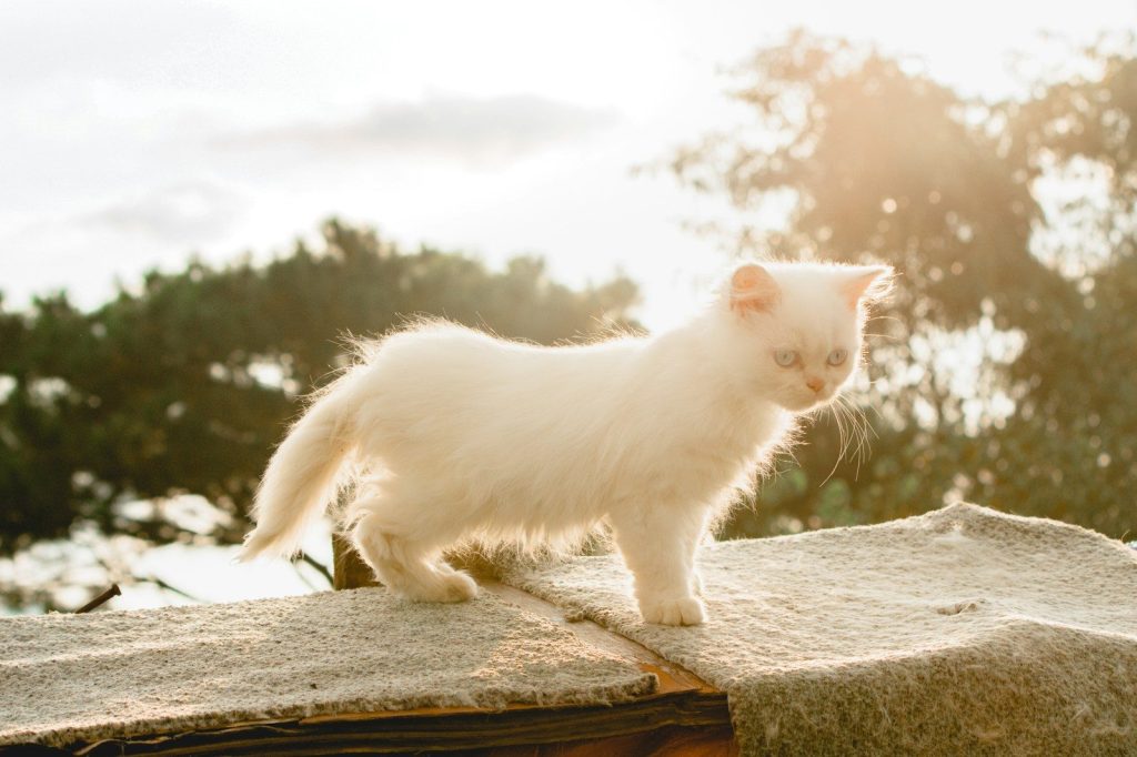 A white cat standing on top of a rock