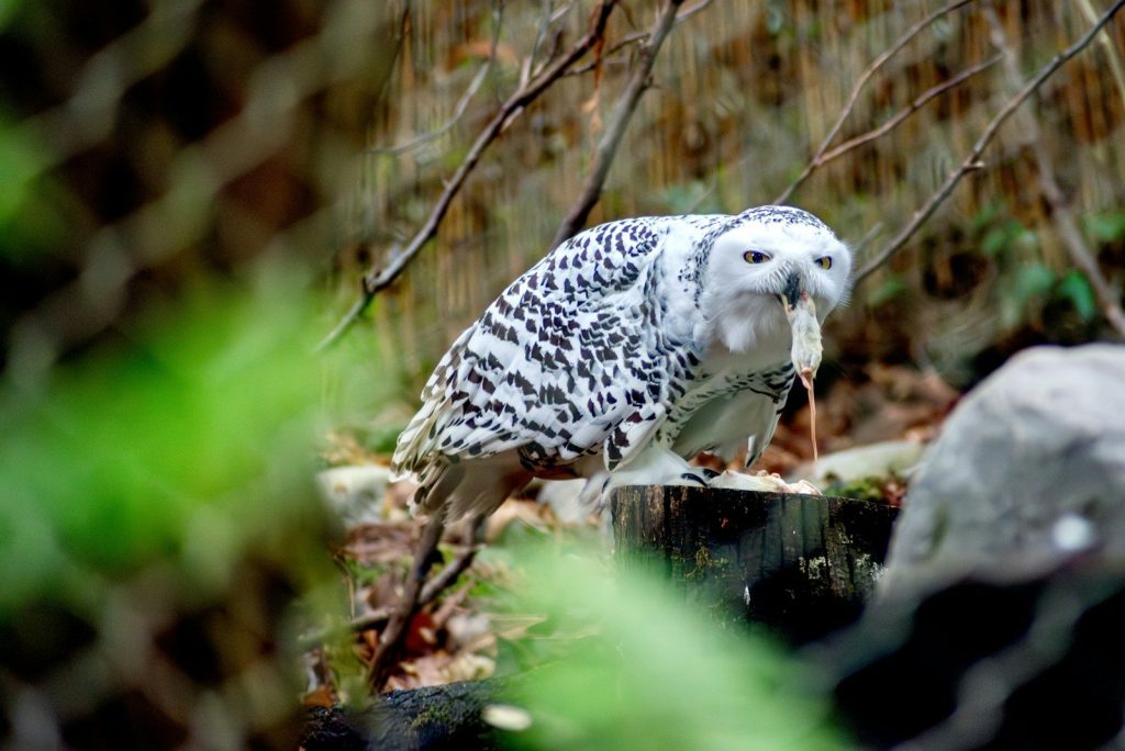 Snowy owl eating prey on a tree stump.