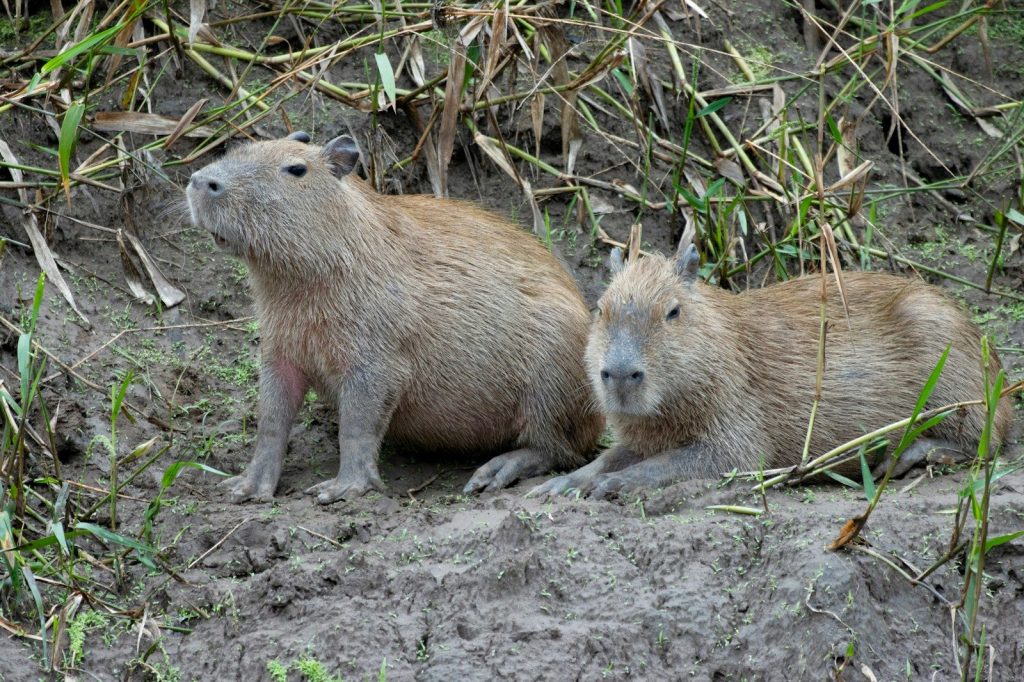 a couple of animals that are sitting in the dirt