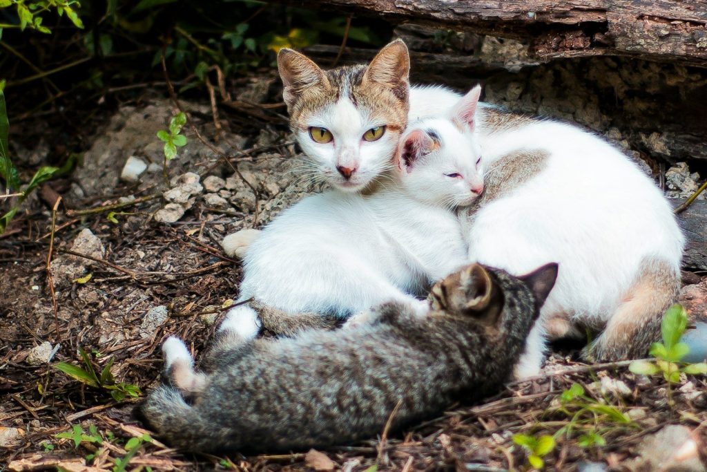 white cat with kittens