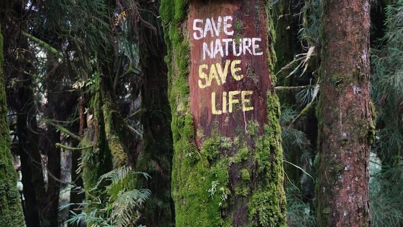 a sign on a moss covered tree in a forest