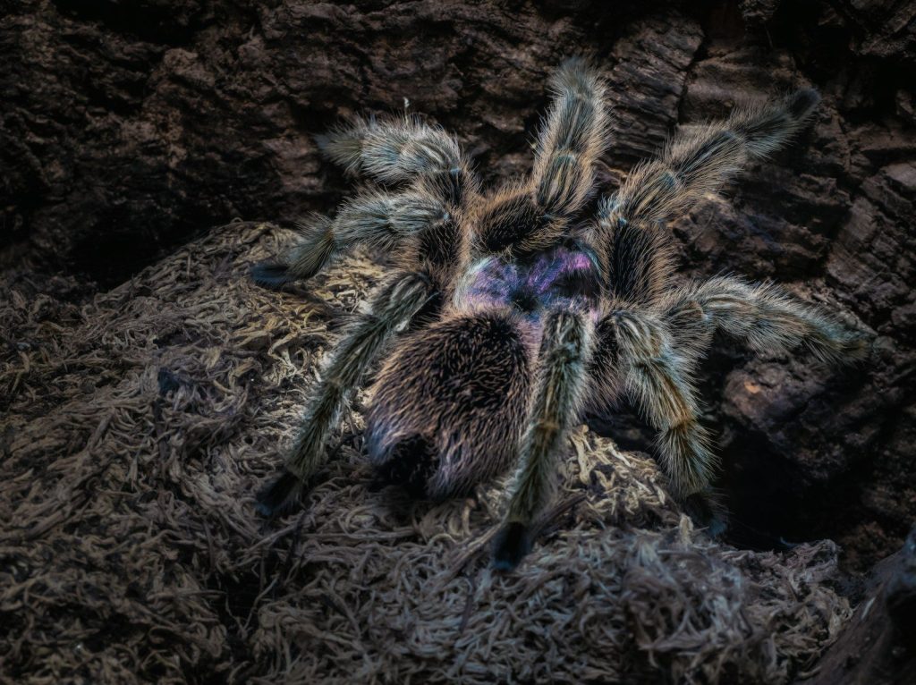a close up of a large spider on the ground