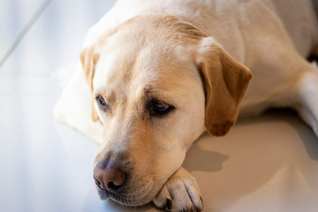 yellow labrador retriever lying on white floor