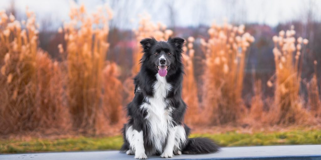 a black and white dog sitting on top of a table