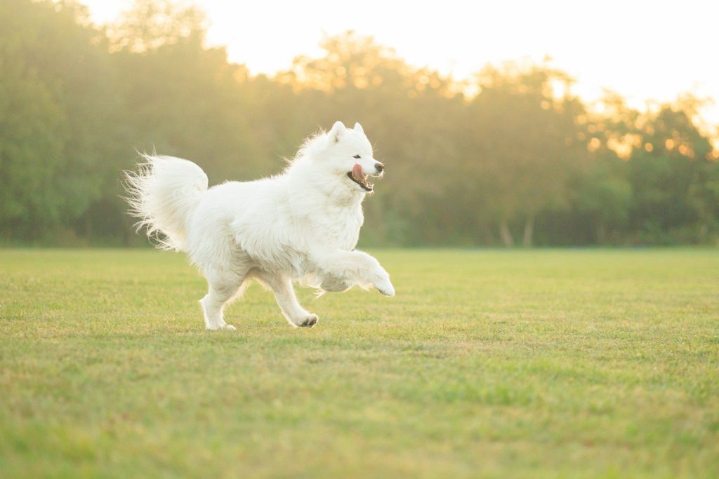 a white dog running across a lush green field