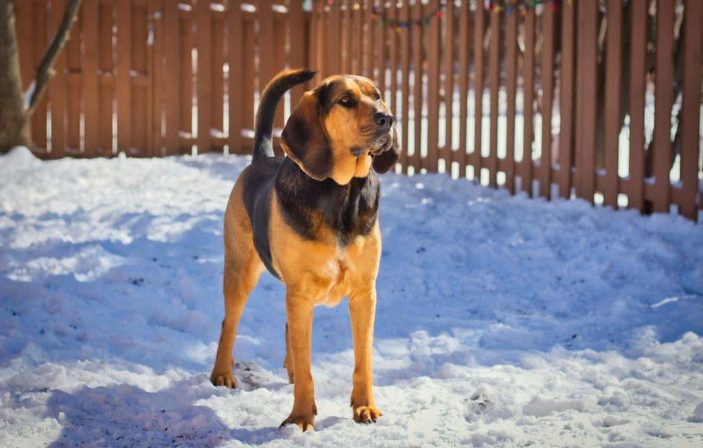 black and tan short coat medium dog running on snow covered ground during daytime
