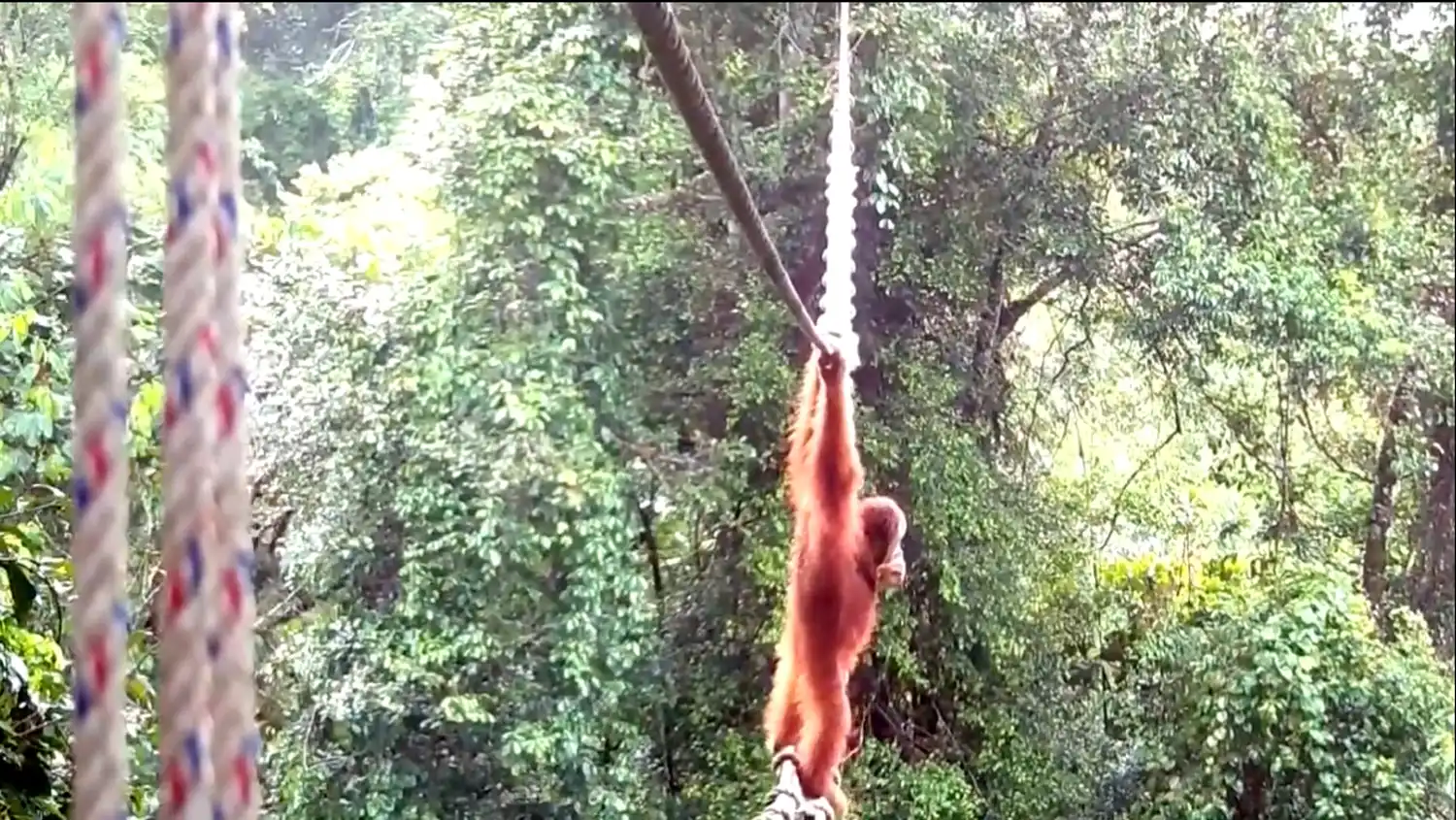 A Wild Orangutan Was Seen Using a Canopy Bridge, And It Could Be a Big Conservation Win