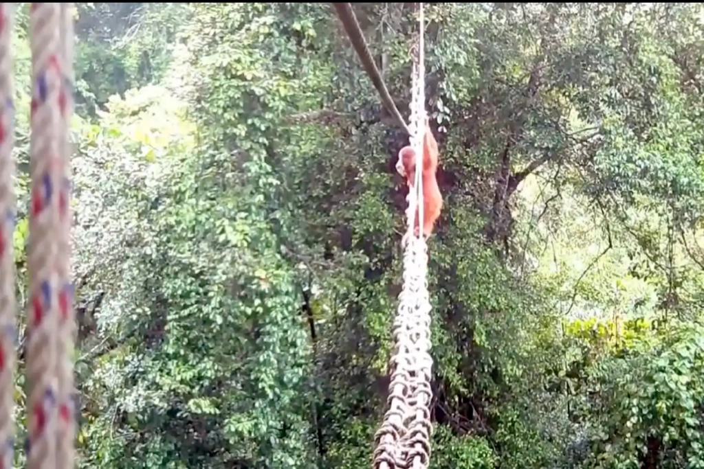 A Wild Orangutan Was Seen Using a Canopy Bridge, And It Could Be a Big Conservation Win
