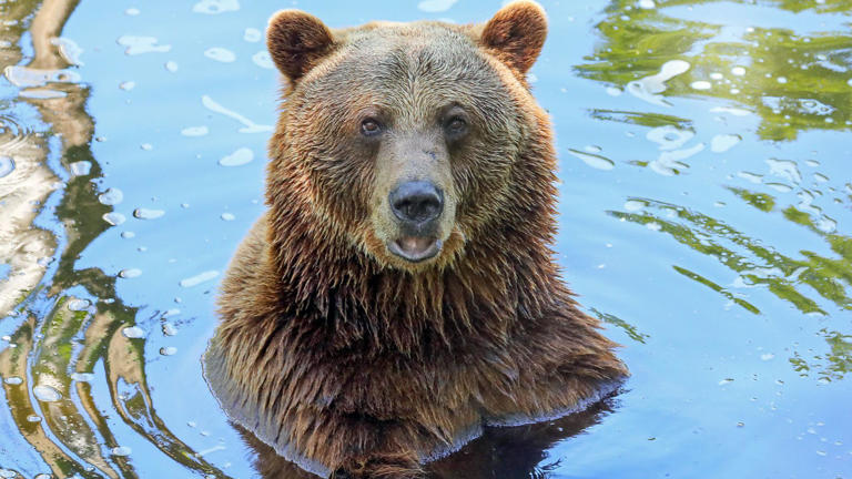 Rescued Bear Finally Gets Relief After Five-Hour Dental Operation