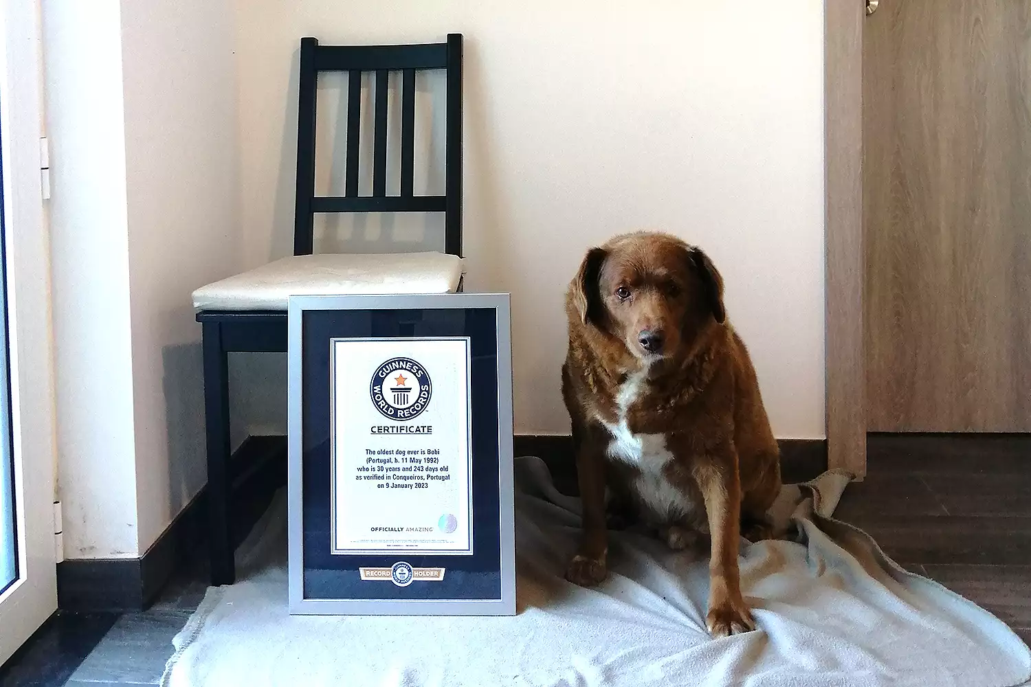 The Dog Who Was Said To Be 31 Years Old: The Extraordinary Story Of Bobi