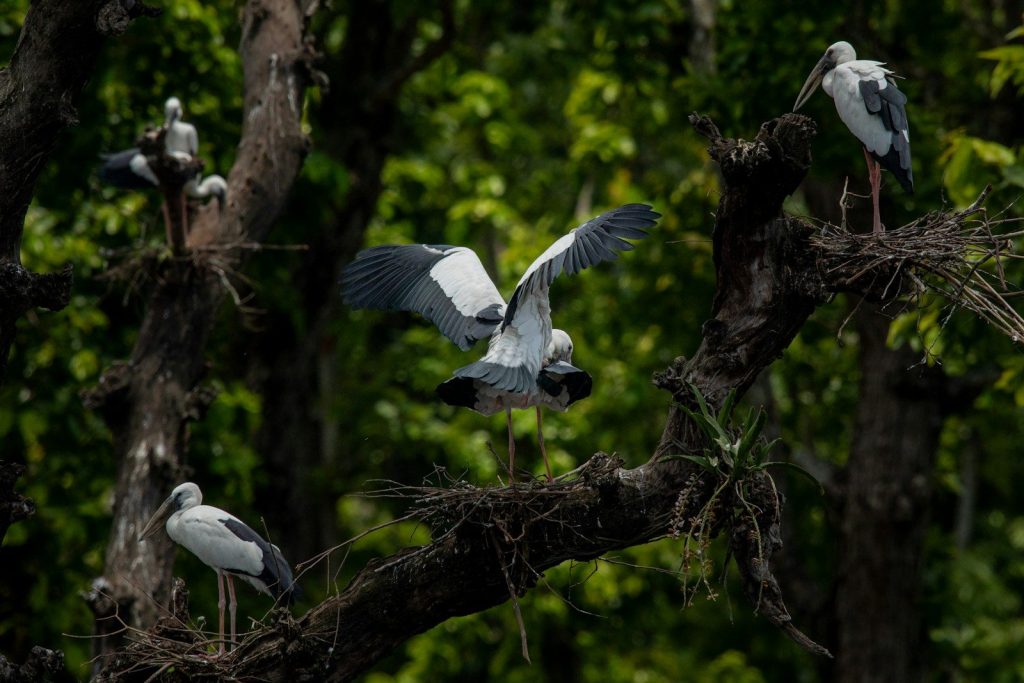 Several egrets perched on tree branches with nests.