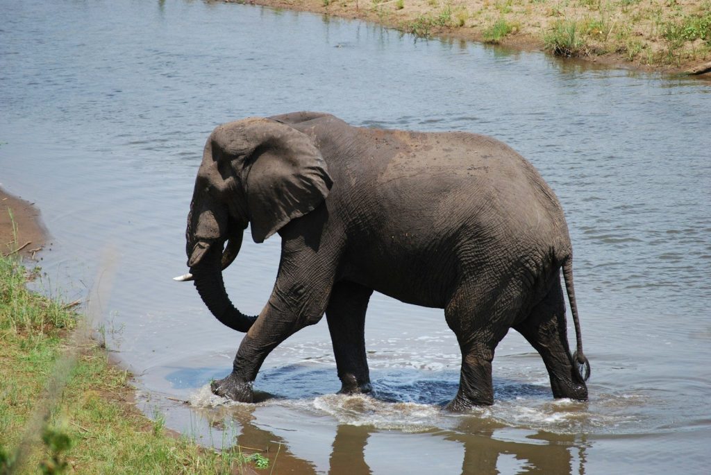 an elephant in the water