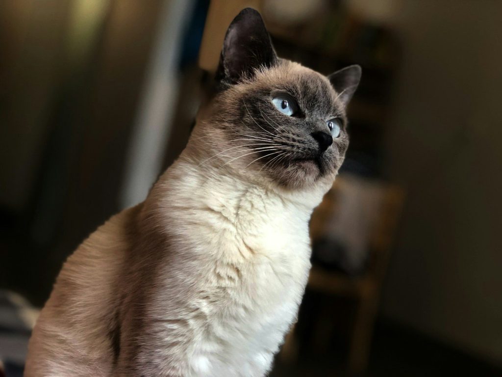 selective focus of Siamese cat