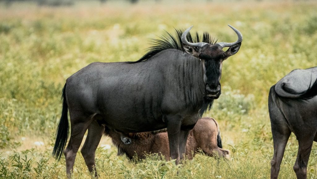 A wildebeest stands in a grassy field with a calf.