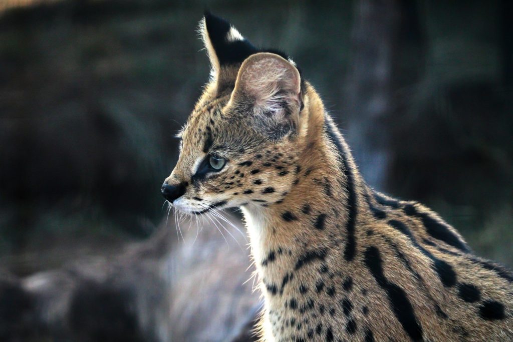 A serval cat gazes into the distance.