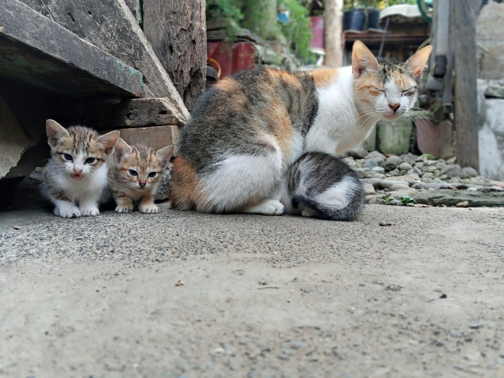 white orange and black cat lying on ground